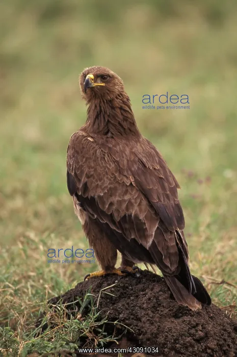 : Tawny Eagle (Aquila rapax) : Tawny Eagle (Aquila rapax)