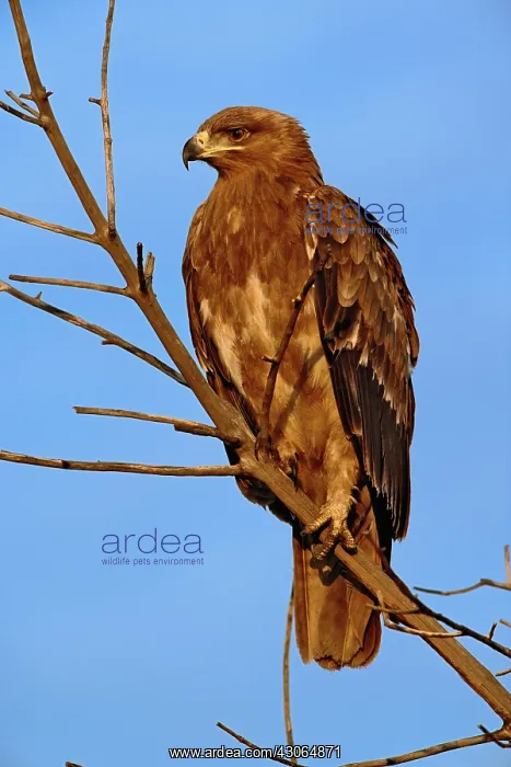 : Tawny Eagle, Aquila rapax, Masai Mara Game : Tawny Eagle, Aquila rapax, Masai Mara Game