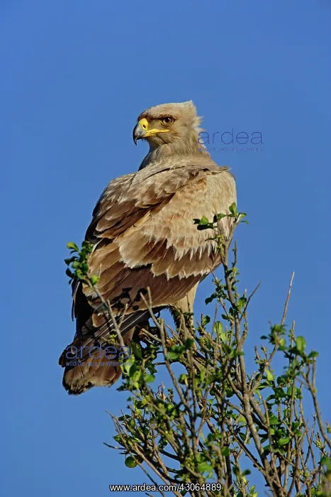 : Tawny Eagle, Aquila rapax, Masai Mara Game : Tawny Eagle, Aquila rapax, Masai Mara Game