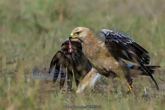 : Tawny Eagle carrying meat scraps in beak : Tawny Eagle carrying meat scraps in beak