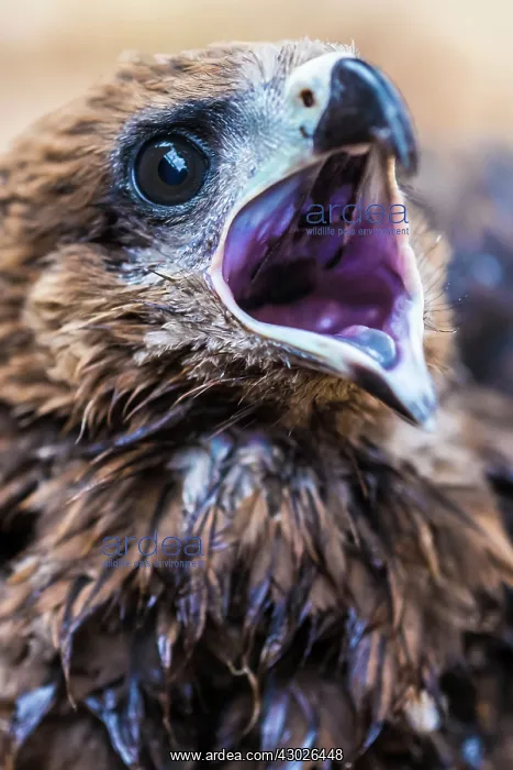  : Tawny Eagle chick calling