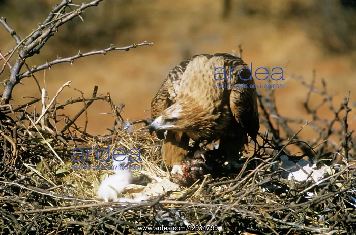 : Tawny Eagle - with chick at nest : Tawny Eagle - with chick at nest