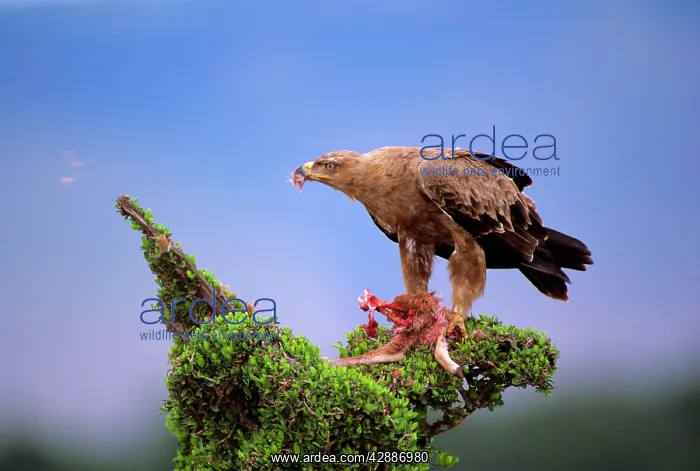  : Tawny Eagle - eating baby ThomsonIs gazelle