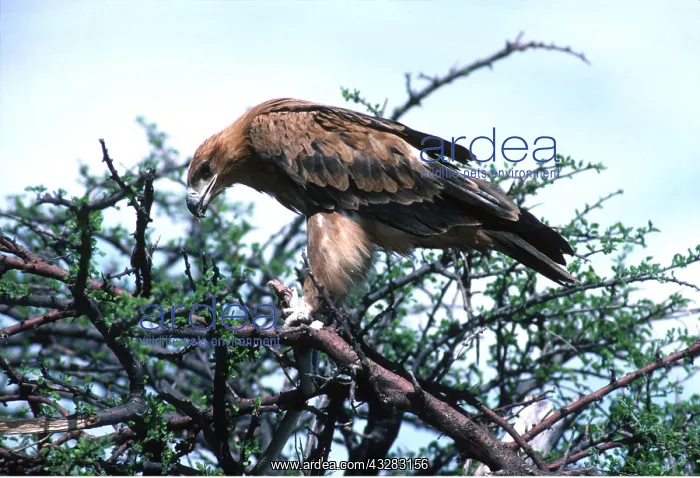 : TAWNY EAGLE - eating snake : TAWNY EAGLE - eating snake