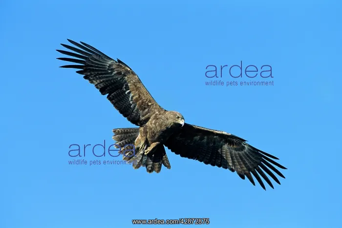  : Tawny Eagle - in flight