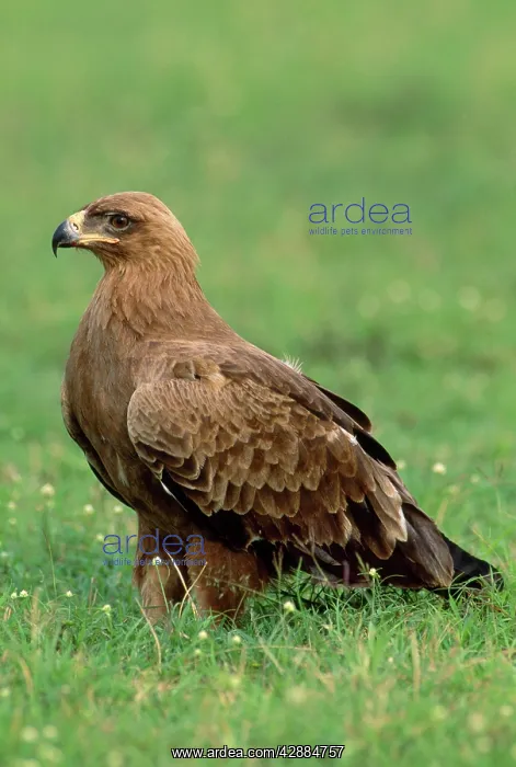  : TAWNY EAGLE IN GRASS