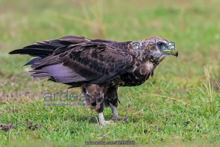 : Tawny Eagle on ground : Tawny Eagle on ground