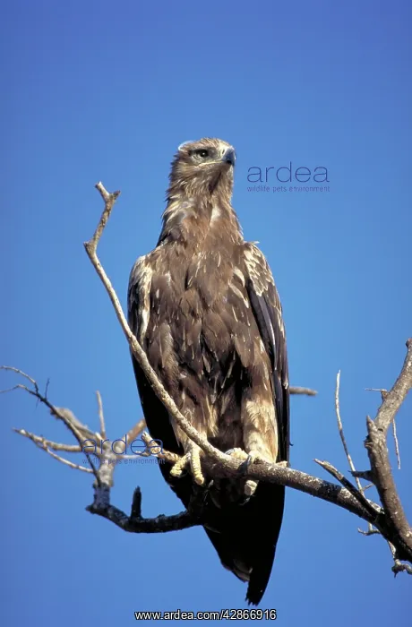 : Tawny Eagle - Perched high in a tree : Tawny Eagle - Perched high in a tree
