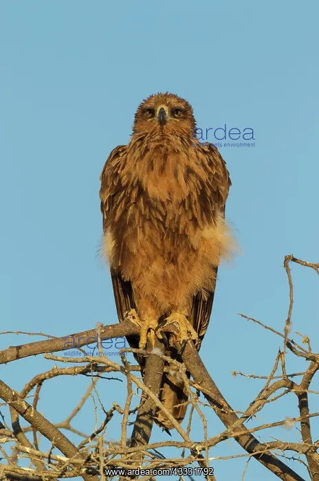 : Tawny Eagle - perched on tree branch in the early morning : Tawny Eagle - perched on tree branch in the early morning