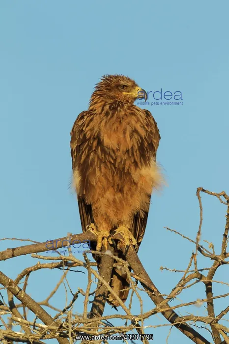 : Tawny Eagle - perched on tree branch in the early morning : Tawny Eagle - perched on tree branch in the early morning