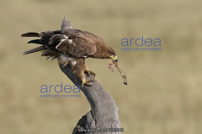 : Tawny Eagle with Prey : Tawny Eagle with Prey