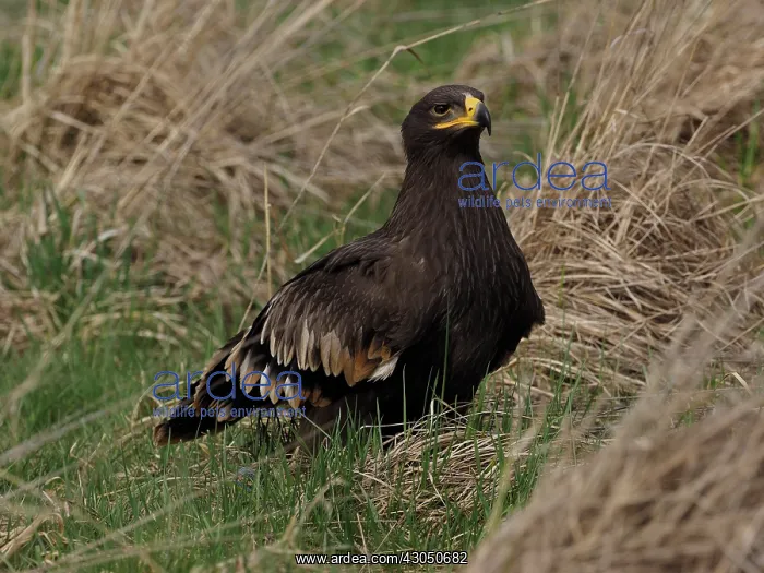 : Tawny Eagle- sitting on the ground, Czech Republic : Tawny Eagle- sitting on the ground, Czech Republic