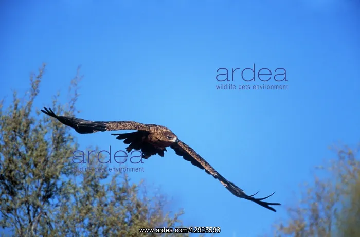 : Tawny EAGLE - taking off : Tawny EAGLE - taking off