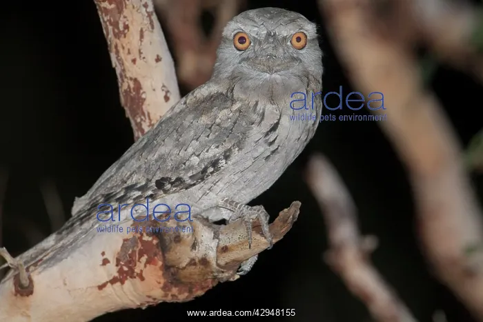 : Tawny Frogmouth : Tawny Frogmouth