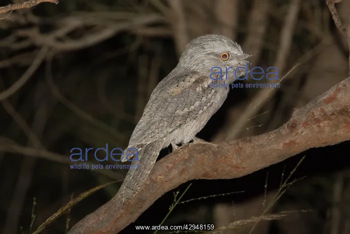 : Tawny Frogmouth : Tawny Frogmouth