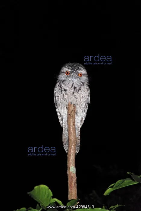 : Tawny Frogmouth : Tawny Frogmouth