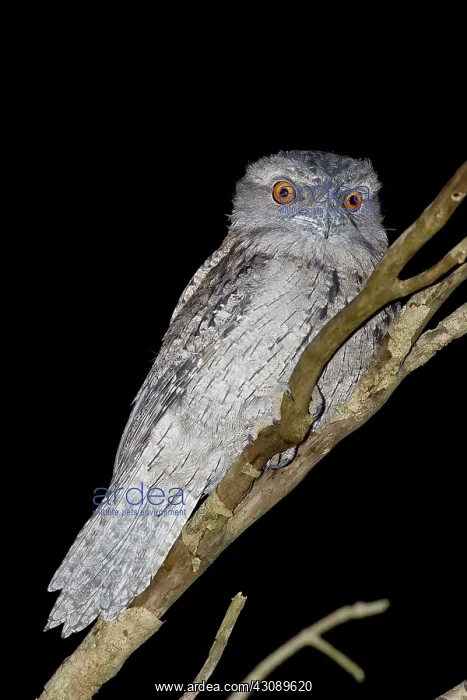 : Tawny frogmouth : Tawny frogmouth