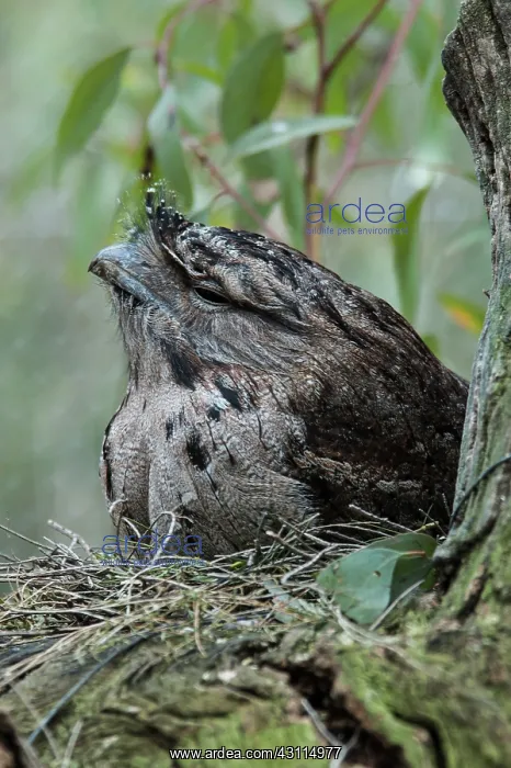 : Tawny Frogmouth : Tawny Frogmouth