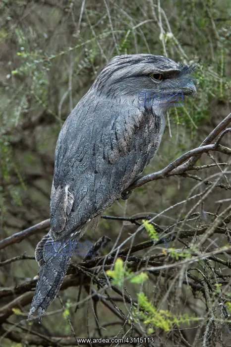 : Tawny Frogmouth : Tawny Frogmouth