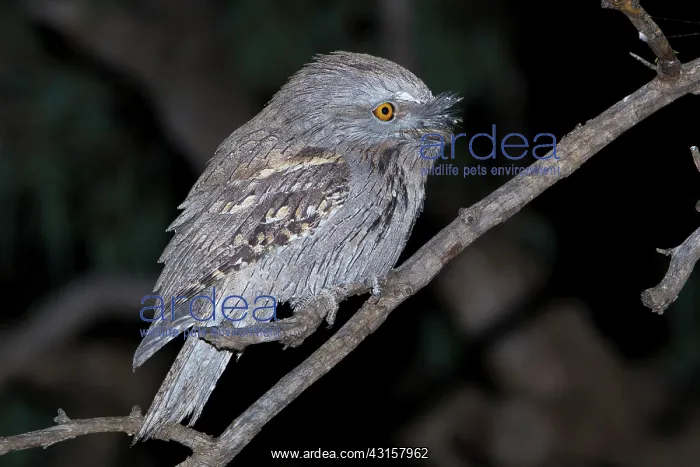  : Tawny Frogmouth