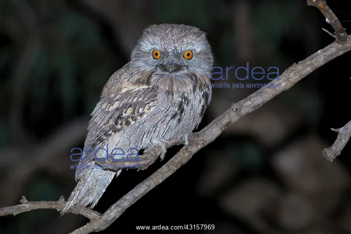 : Tawny Frogmouth : Tawny Frogmouth