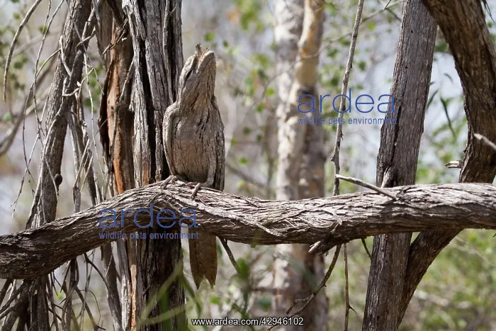  : Tawny Frogmouth - in camouflage pose