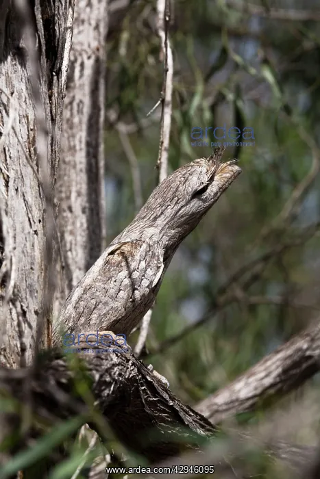  : Tawny Frogmouth - among jumble of branches