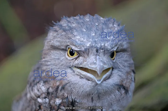 : Tawny Frogmouth (Podargus strigoides), rare, Queensland : Tawny Frogmouth (Podargus strigoides), rare, Queensland