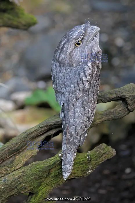 : Tawny Frogmouth (Podargus strigoides), rare, Queensland : Tawny Frogmouth (Podargus strigoides), rare, Queensland