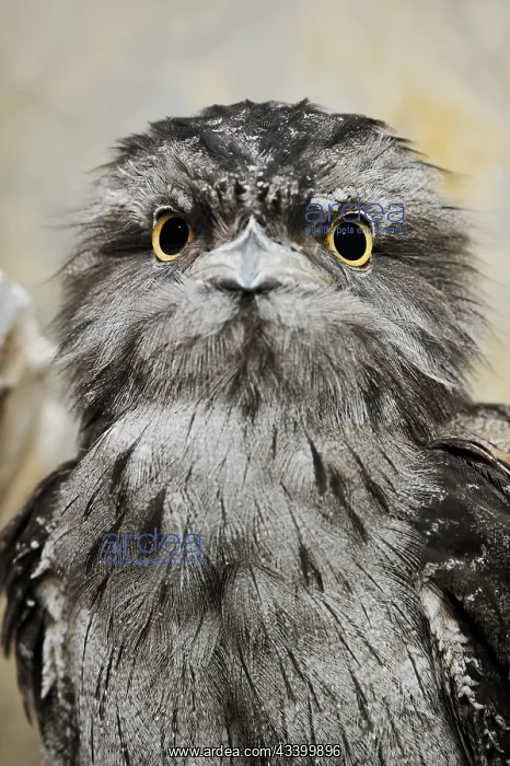 : Tawny frogmouth (Podargus strigoides), portrait : Tawny frogmouth (Podargus strigoides), portrait