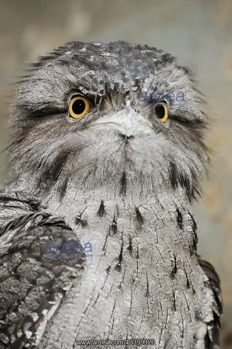 : Tawny frogmouth (Podargus strigoides), portrait : Tawny frogmouth (Podargus strigoides), portrait