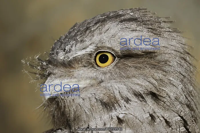 : Tawny frogmouth (Podargus strigoides), portrait : Tawny frogmouth (Podargus strigoides), portrait