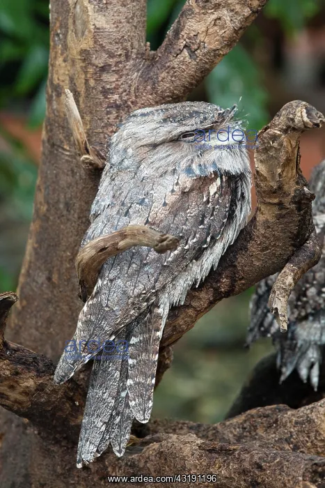: Tawny Frogmouth (Podargus strigoides), Queensland : Tawny Frogmouth (Podargus strigoides), Queensland
