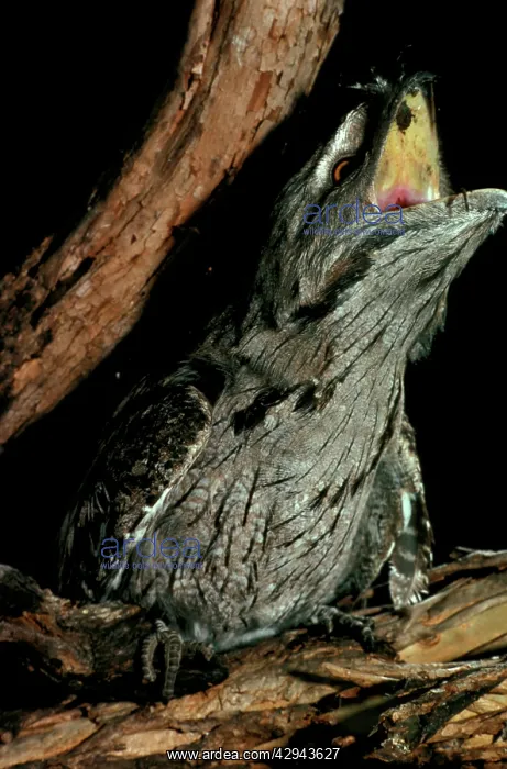 : Tawny frogmouth (Podargus strigoides) swallowing : Tawny frogmouth (Podargus strigoides) swallowing