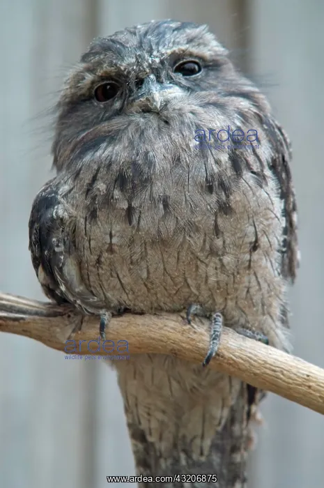 : Tawny Frogmouth Podargus strigoidesTasmanian Devil : Tawny Frogmouth Podargus strigoidesTasmanian Devil
