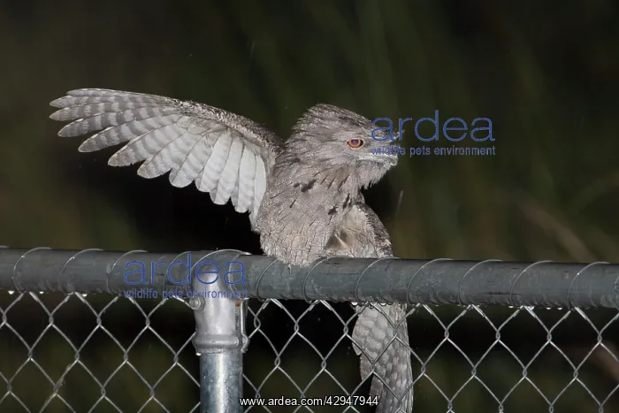 : Tawny Frogmouth rain bathing : Tawny Frogmouth rain bathing