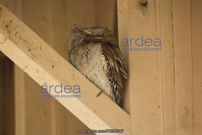 : Tawny Frogmouth - Sleeping by day - under the eaves : Tawny Frogmouth - Sleeping by day - under the eaves