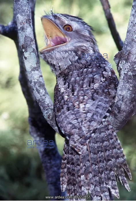 : TAWNY FROGMOUTH - Threat posture : TAWNY FROGMOUTH - Threat posture