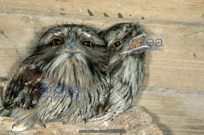 : Tawny Frogmouths : Tawny Frogmouths