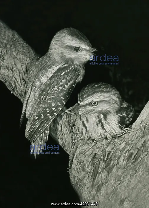 : Tawny Frogmouths - pair at their nest in a Jarrah : Tawny Frogmouths - pair at their nest in a Jarrah