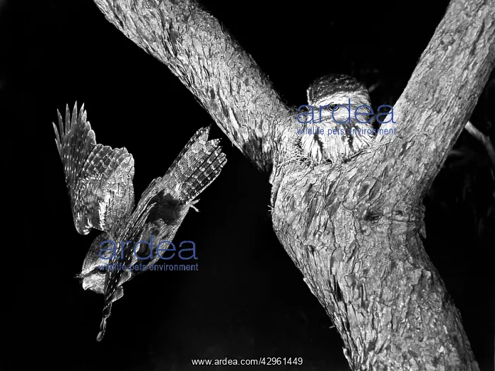 : Tawny Frogmouths - pair at their nest in a Jarrah : Tawny Frogmouths - pair at their nest in a Jarrah