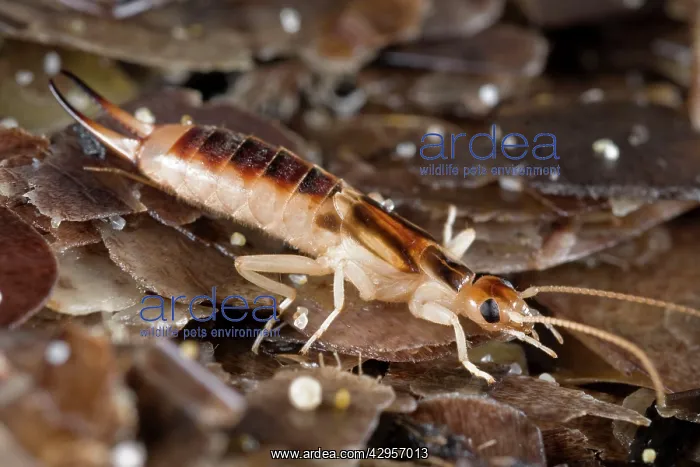 : Tawny / Giant / Striped / Riparian / Common Brown Earwig : Tawny / Giant / Striped / Riparian / Common Brown Earwig