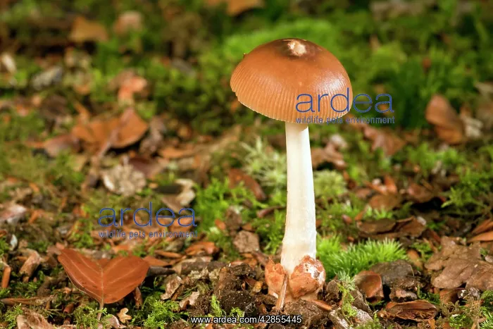 : Tawny Grisette - under beeches : Tawny Grisette - under beeches