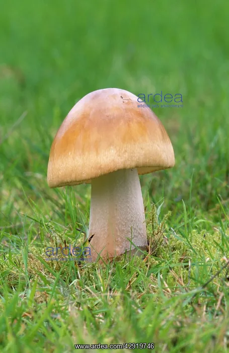 : Tawny Grisette Fungi : Tawny Grisette Fungi