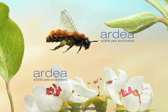 : Tawny mining bee (Andrena fulva) flying at the blossom : Tawny mining bee (Andrena fulva) flying at the blossom