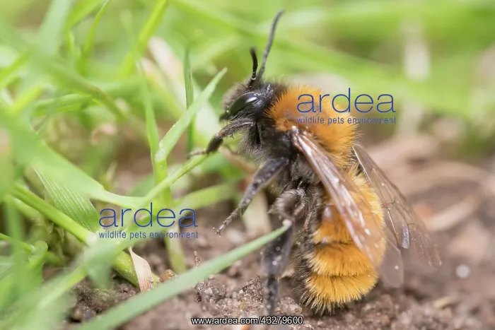 : Tawny mining bee at nest entrance : Tawny mining bee at nest entrance