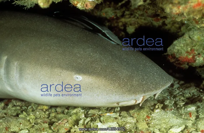 : Tawny Nurse Shark - head detail : Tawny Nurse Shark - head detail