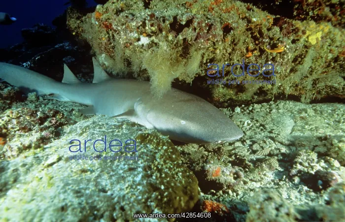 : Tawny Nurse Shark - resting under rock on sea bottom : Tawny Nurse Shark - resting under rock on sea bottom