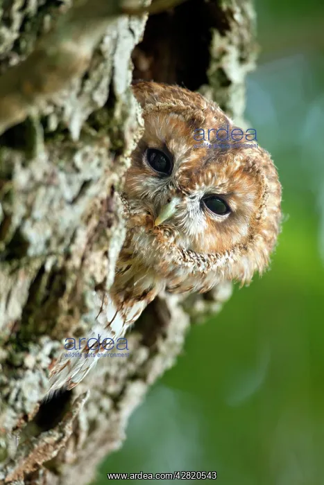  : Tawny Owl (Strix aluco)