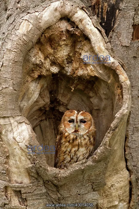  : Tawny Owl sitting in hollow tree - UK
